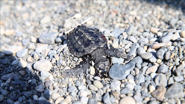 Deniz kaplumbağaları 5 sahilde 'ahşap bariyerler' ile korunacak