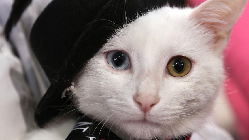 'Ankara Kedisi Güzellik Yarışması' düzenlendi
