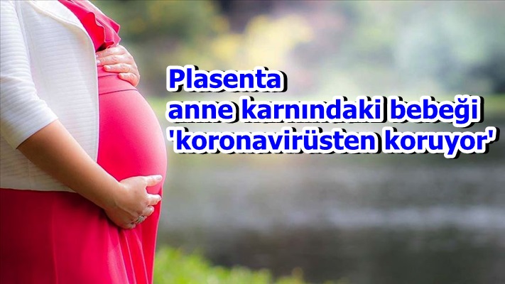 Plasenta anne karnındaki bebeği 'koronavirüsten koruyor'