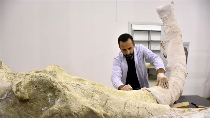 7,5 milyon yıllık fosiller ince işçilikle sergiye hazırlanıyor
