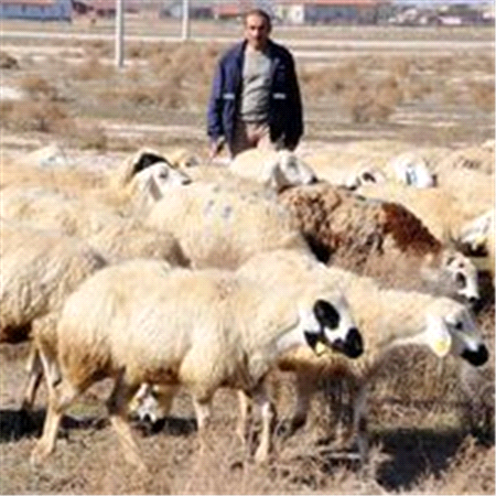 Çobanlara Maaşlı Okul