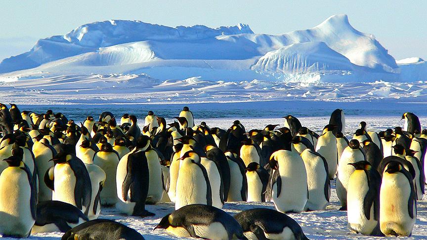 Antartika'da 1,5 milyonluk yeni penguen sürüsü keşfedildi