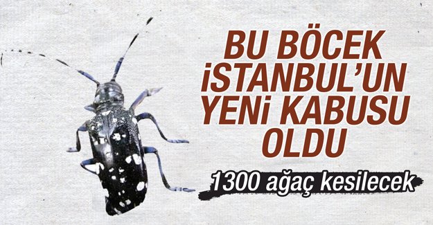 Bu böcek İstanbul'un yeni kabusu oldu!