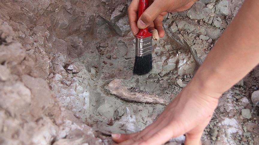Çin'de dinozor fosili bulundu