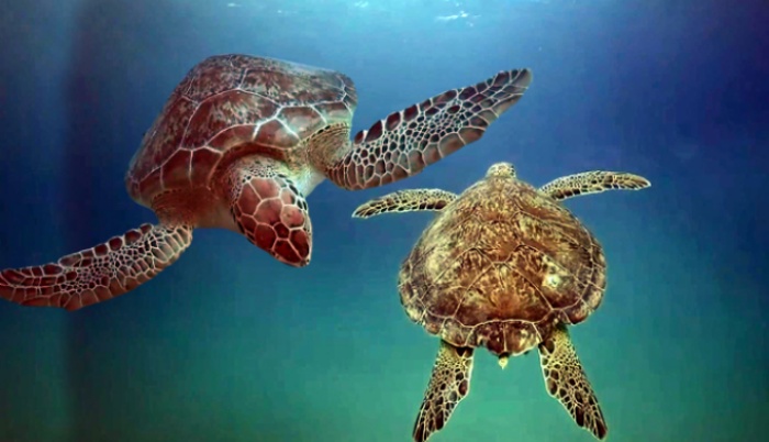 Deniz kaplumbağaları için plastik tehdidi