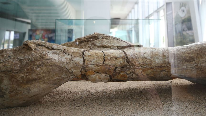 Kayseri'de at, zürafa ve gergedan fosilleri bulundu