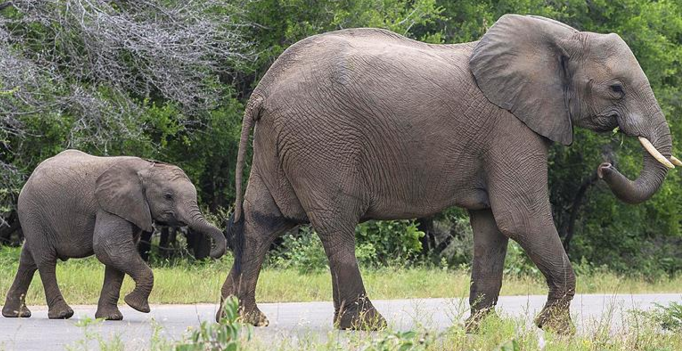 Doğu Afrika'da fil nüfusu yok oluyor