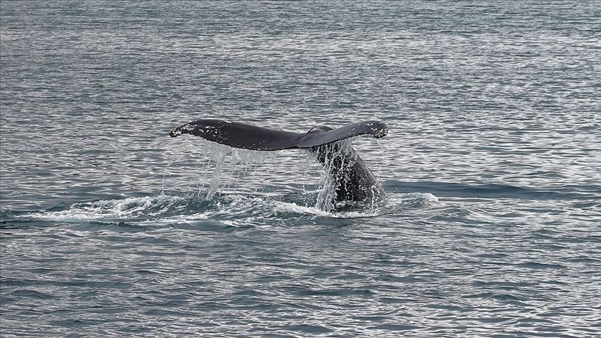 Dişi çubuklu balinalar yavrularına 'fısıldıyor'