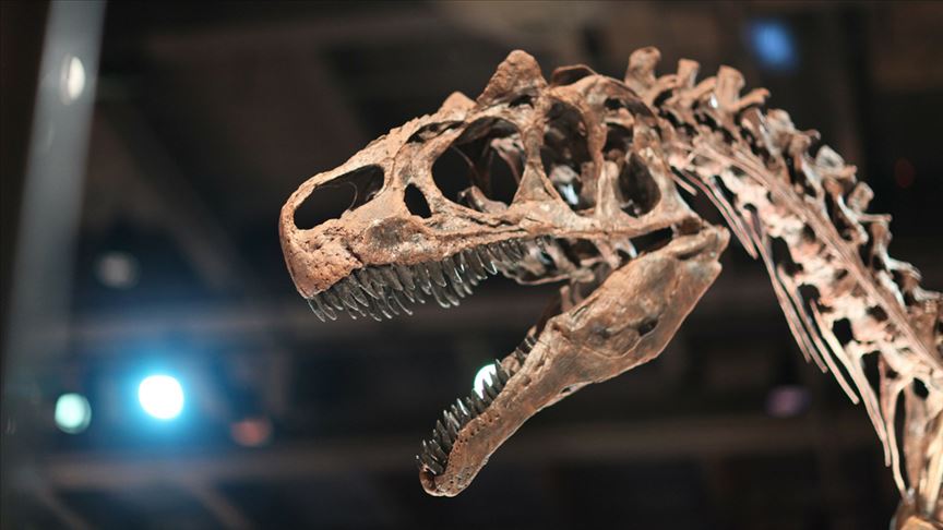 İki yeni dinozor türü keşfedildi