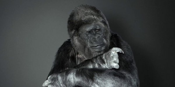 Goril Koko’nun insanlığa bir mesajı var