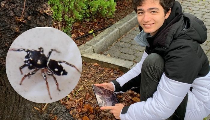 Okulunun bahçesinde örümcek türü keşfetti