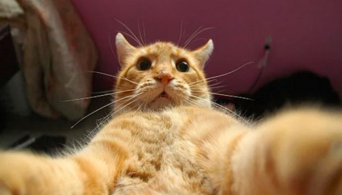 Kedilerden "Selfie" Fotoğraf Dersi